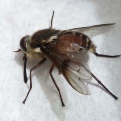 Scaptia sp. (genus) at Bimberi, NSW - 20 Jan 2022