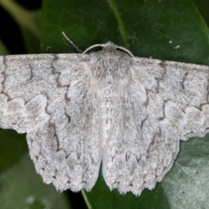 Crypsiphona ocultaria at Melba, ACT - 13 Nov 2021