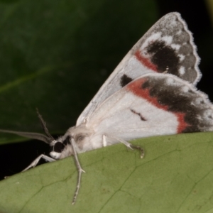 Crypsiphona ocultaria at Melba, ACT - 13 Nov 2021