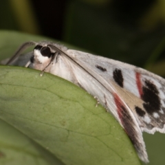 Crypsiphona ocultaria at Melba, ACT - 13 Nov 2021