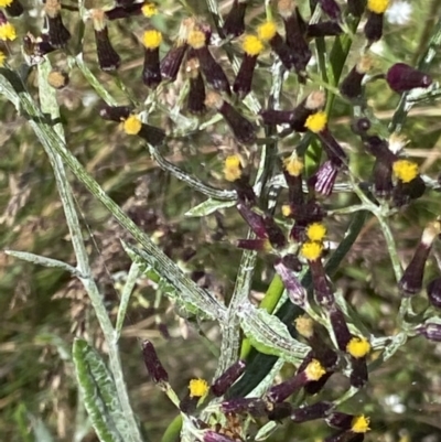 Senecio gunnii (Mountains Fireweed) at Namadgi National Park - 27 Jan 2022 by RAllen