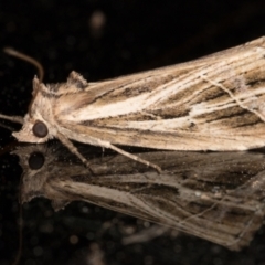 Lophotoma diagrapha (Double-line Snout Moth) at Melba, ACT - 16 Nov 2021 by kasiaaus