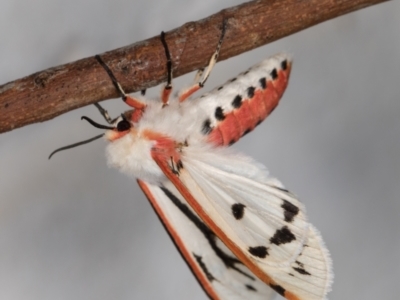 Aloa marginata (Donovan's Tiger Moth) at Melba, ACT - 17 Nov 2021 by kasiaaus