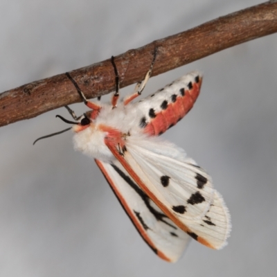 Paramsacta marginata (Donovan's Tiger Moth) at Melba, ACT - 17 Nov 2021 by kasiaaus