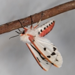 Aloa marginata (Donovan's Tiger Moth) at Melba, ACT - 17 Nov 2021 by kasiaaus