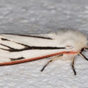 Aloa marginata at Melba, ACT - 17 Nov 2021 11:08 PM