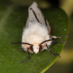 Aloa marginata at Melba, ACT - 17 Nov 2021