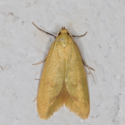 Aeolothapsa malacella (A Concealer moth) at Melba, ACT - 17 Nov 2021 by kasiaaus