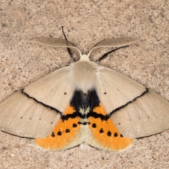 Gastrophora henricaria (Fallen-bark Looper, Beautiful Leaf Moth) at Melba, ACT - 17 Nov 2021 by kasiaaus