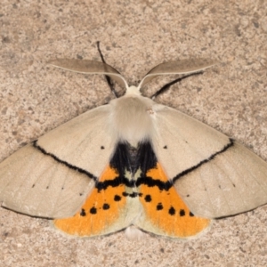 Gastrophora henricaria at Melba, ACT - 17 Nov 2021