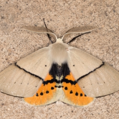 Gastrophora henricaria (Fallen-bark Looper, Beautiful Leaf Moth) at Melba, ACT - 17 Nov 2021 by kasiaaus