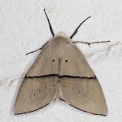 Gastrophora henricaria at Melba, ACT - 17 Nov 2021