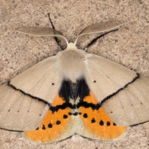 Gastrophora henricaria at Melba, ACT - 17 Nov 2021