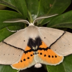 Gastrophora henricaria at Melba, ACT - 17 Nov 2021