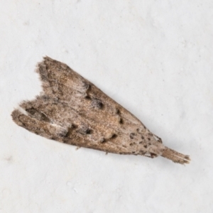 Carposina undescribed species at Melba, ACT - 17 Nov 2021