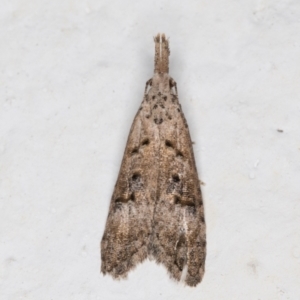 Carposina undescribed species at Melba, ACT - 17 Nov 2021