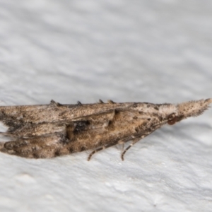 Carposina undescribed species at Melba, ACT - 17 Nov 2021