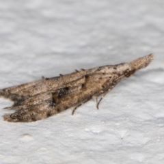 Carposina undescribed species at Melba, ACT - 17 Nov 2021