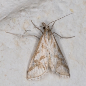 Sedenia rupalis at Melba, ACT - 17 Nov 2021 11:56 PM