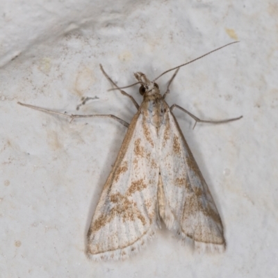 Sedenia rupalis (A Crambid moth) at Melba, ACT - 17 Nov 2021 by kasiaaus
