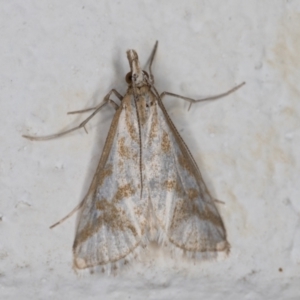 Sedenia rupalis at Melba, ACT - 17 Nov 2021 11:56 PM