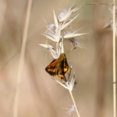 Ocybadistes walkeri (Green Grass-dart) at Wodonga - 25 Jan 2022 by KylieWaldon