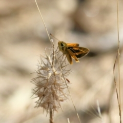 Ocybadistes walkeri at Wodonga, VIC - 26 Jan 2022 08:37 AM