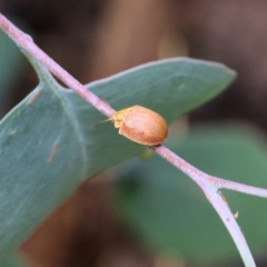 Paropsis sp. (genus) (A leaf beetle) at Wodonga - 29 Jan 2022 by KylieWaldon