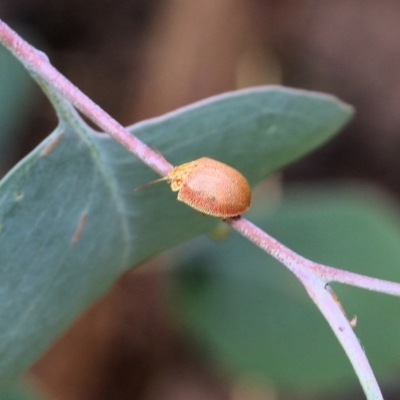 Paropsis sp. (genus) (A leaf beetle) at Jack Perry Reserve - 29 Jan 2022 by KylieWaldon