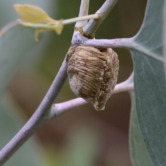 Mantidae - egg case (family) (Egg case of praying mantis) at Wodonga, VIC - 30 Jan 2022 by KylieWaldon