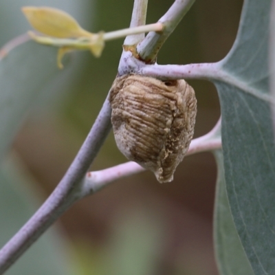 Mantidae (family) (Egg case of praying mantis) at Wodonga - 29 Jan 2022 by KylieWaldon