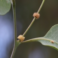 Paropsis atomaria (Eucalyptus leaf beetle) at Jack Perry Reserve - 29 Jan 2022 by KylieWaldon