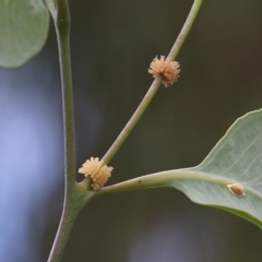 Paropsis atomaria (Eucalyptus leaf beetle) at Wodonga, VIC - 29 Jan 2022 by KylieWaldon