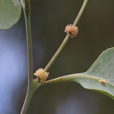 Paropsis atomaria (Eucalyptus leaf beetle) at Wodonga - 29 Jan 2022 by KylieWaldon