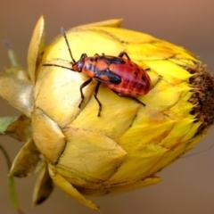 Pyrrhocoridae (family) (A red bug) at Sherwood Forest - 30 Jan 2022 by Kurt