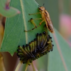 Pseudoperga lewisii (A Sawfly) at Coree, ACT - 30 Jan 2022 by Kurt