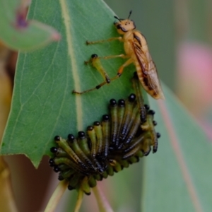 Pseudoperga lewisii at Coree, ACT - 30 Jan 2022