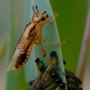 Pseudoperga lewisii at Coree, ACT - 30 Jan 2022