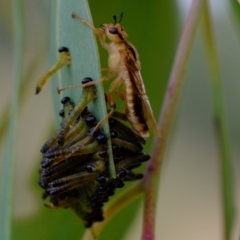 Pseudoperga lewisii at Coree, ACT - 30 Jan 2022