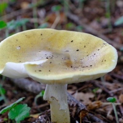 Amanita phalloides (Death Cap) at Coree, ACT - 30 Jan 2022 by Kurt