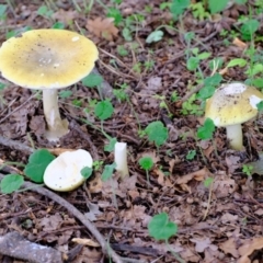 Amanita phalloides at Coree, ACT - 30 Jan 2022