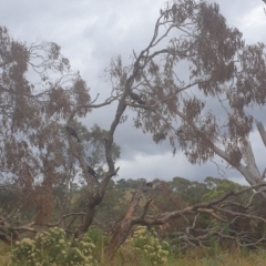 Zanda funerea (Yellow-tailed Black-Cockatoo) at Burra, NSW - 30 Jan 2022 by HannahWindley