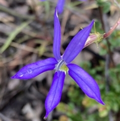 Isotoma axillaris (Australian Harebell, Showy Isotome) at Morton National Park - 24 Jan 2022 by AnneG1