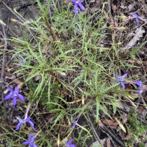 Isotoma axillaris at Tianjara, NSW - 24 Jan 2022 11:54 AM