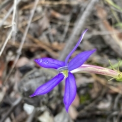 Isotoma axillaris at Tianjara, NSW - 24 Jan 2022