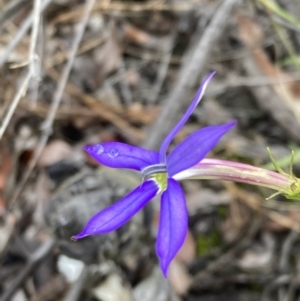 Isotoma axillaris at Tianjara, NSW - 24 Jan 2022