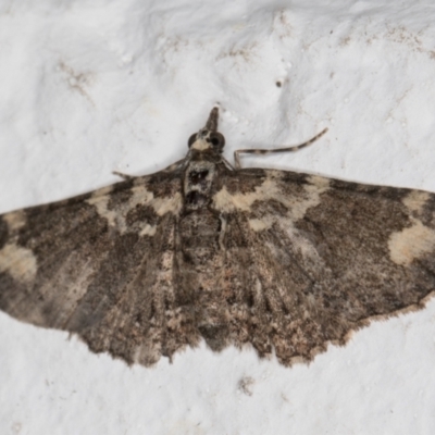 Pasiphilodes testulata (Pome looper) at Melba, ACT - 17 Nov 2021 by kasiaaus