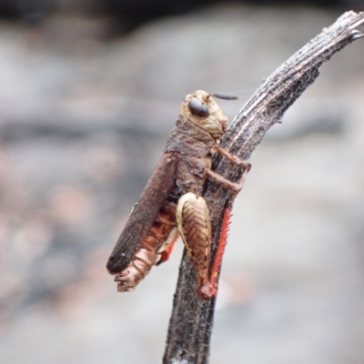 Cirphula pyrrhocnemis (Variable Cirphula) at Morton National Park - 24 Jan 2022 by AnneG1