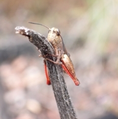 Cirphula pyrrhocnemis at Tianjara, NSW - 24 Jan 2022