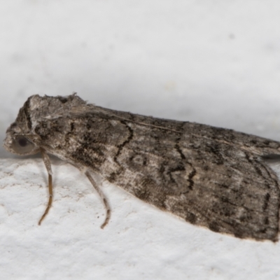 Calathusa sp nr dispila at Melba, ACT - 17 Nov 2021 by kasiaaus